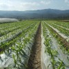 biodegradable mulch film