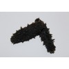 high quality sea cucumber