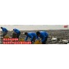 highest dried sea cucumber