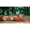 Oil Palm Land