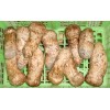 Matsutake mushroom slice and hot product of tricholoma matsutake