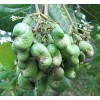 Cashew Nuts
