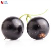 Black currant oil flavor