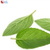 Spearmint oil soluble flavor