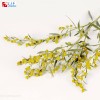 Vanillin blended powder flavor