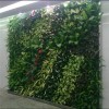 Artificial Plant Wall