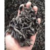 Black Fungus