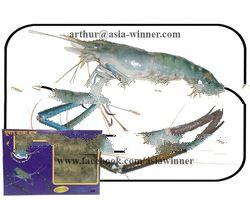 FRESH WATER SCAMPI [block]