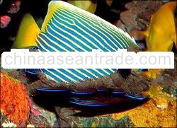 Imperator Angel Fish