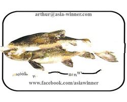 CAT FISH - Rita sacerdotum