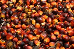 Crude Palm Oil