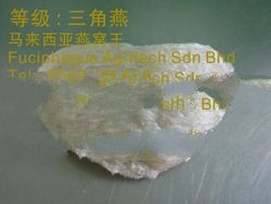 white nest : Size Corner -(MC15%)