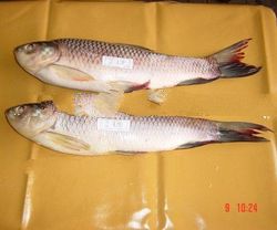 Rohu Frozen Fish 