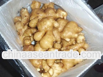 2012 fresh ginger ---top distributor