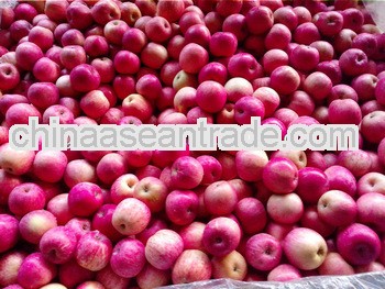 2012 fresh yantai fuji apple 100-113-125