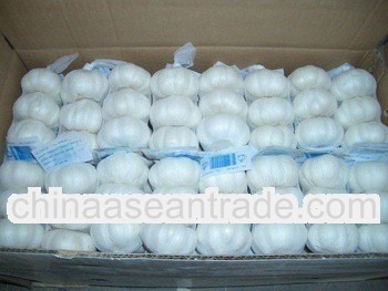 2012pure white garlic -excellet supplier