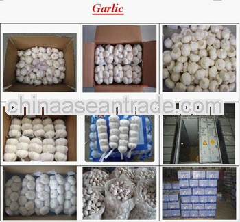 2012pure white garlic --superior quality