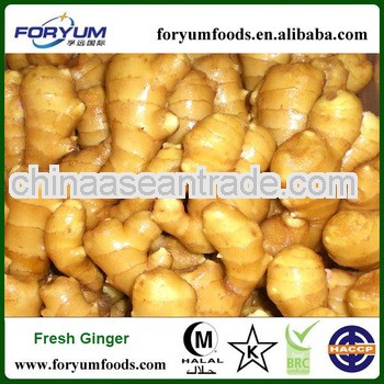 2013 New Fresh Ginger
