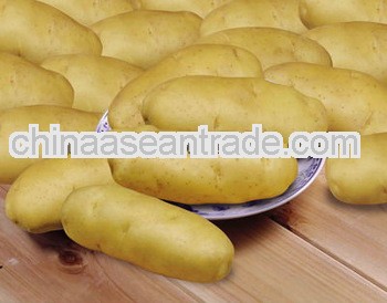 2013 fresh potato 150g