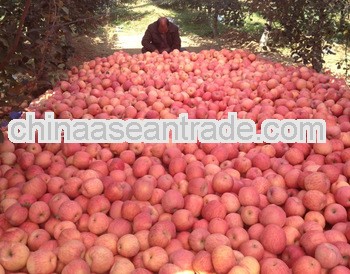 2013 new red Fuji bulk fresh apples