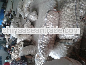 2013's jinxiang normal white garlic 5.5cm