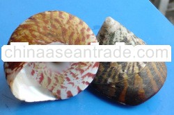 Shells Sea Foods