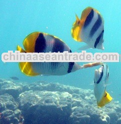 Marine fish