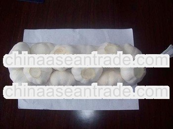 4.5cm 2013 fresh pure white garlic