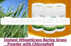Instant Wheat Grass