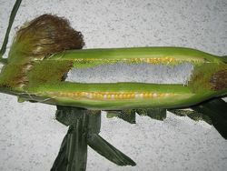 Fresh Pearl Sweet Corn