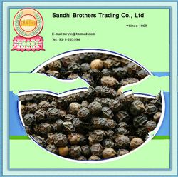 2013 black pepper plants sale