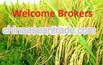 5% - 50% Broken Short grain white rice