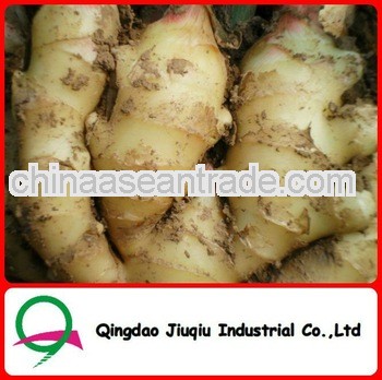 Chinese Fresh New Ginger