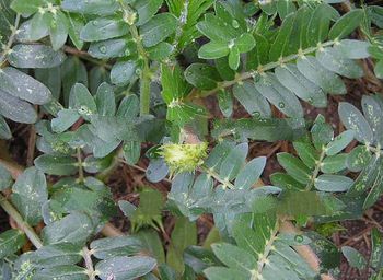 Factory supply Tribulus Terrestris Extract powder with competitve price