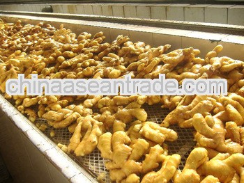 Fresh Chinese semi-dry/air-dry Ginger