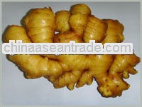 Fresh ginger in mesh bag