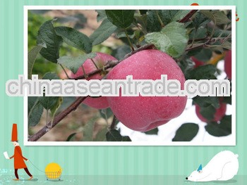 Fuji Apple