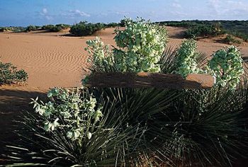 GMP/ISO9001 supply yucca schidigera extract with good price