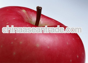Hot! 2012 Yantai fuji apple 100-113-125