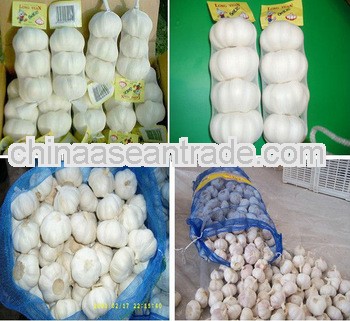 JINXIANG GARLIC----SHARP TASTE