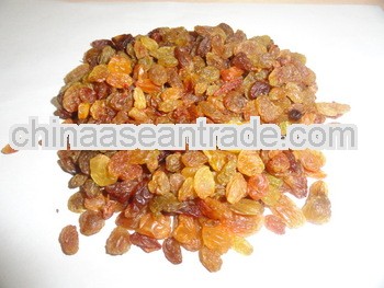 Light Brown Raisin Maliyar A+ for Slovakia