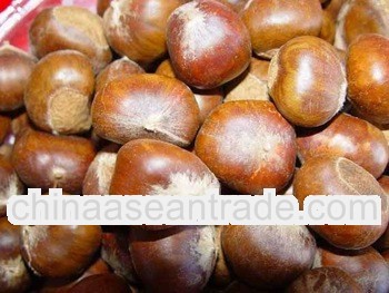 New Chestnut Coprs