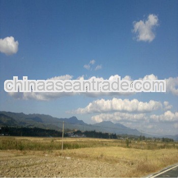 New crop arabica coffee beans