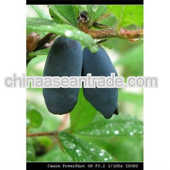 Pure nature Lonicera Caerulea Extract