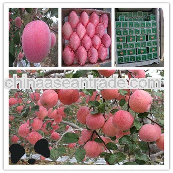 Sweet red Fuji Apple Fruits