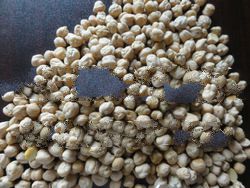 CHICK PEAS