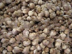 Cardamom