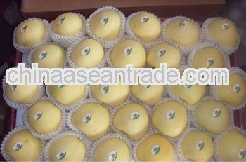 big round golden apple hot sale ,China(apple:fuji, huaniu, gala, golden,qingguan, red star)