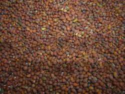 Mustard Seed