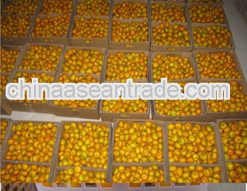citrus fruit baby mandarin orange